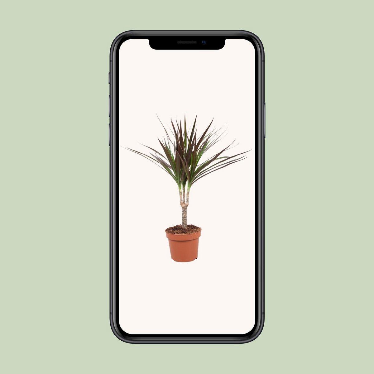 Dracaena Magenta Enkele Stam - Hoogte 50-55 | [P12-H50]