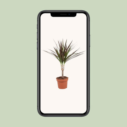 Dracaena Magenta Enkele Stam - Hoogte 50-55 | [P12-H50]