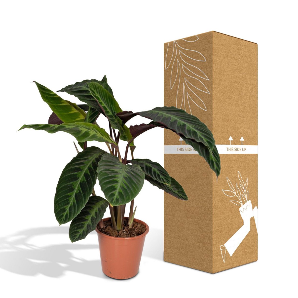 Calathea Warscewiczii - Peacock plant - Ø19cm - ↕70cm