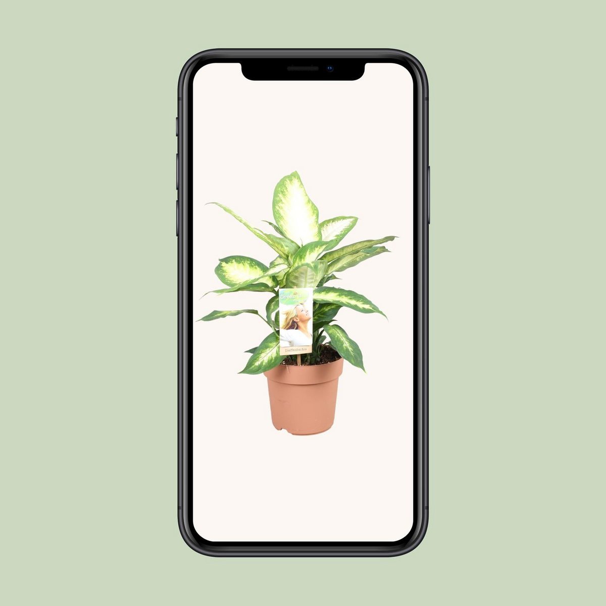 Dieffenbachia Camilla | [P17-H45]