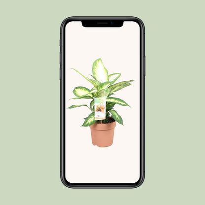 Dieffenbachia Camilla | [P17-H45]