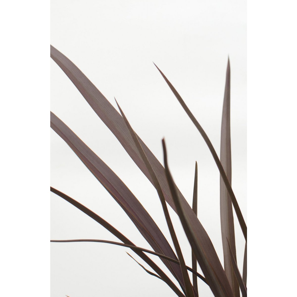 Phormium 'Rubra Nana' - ↕50cm - Ø14