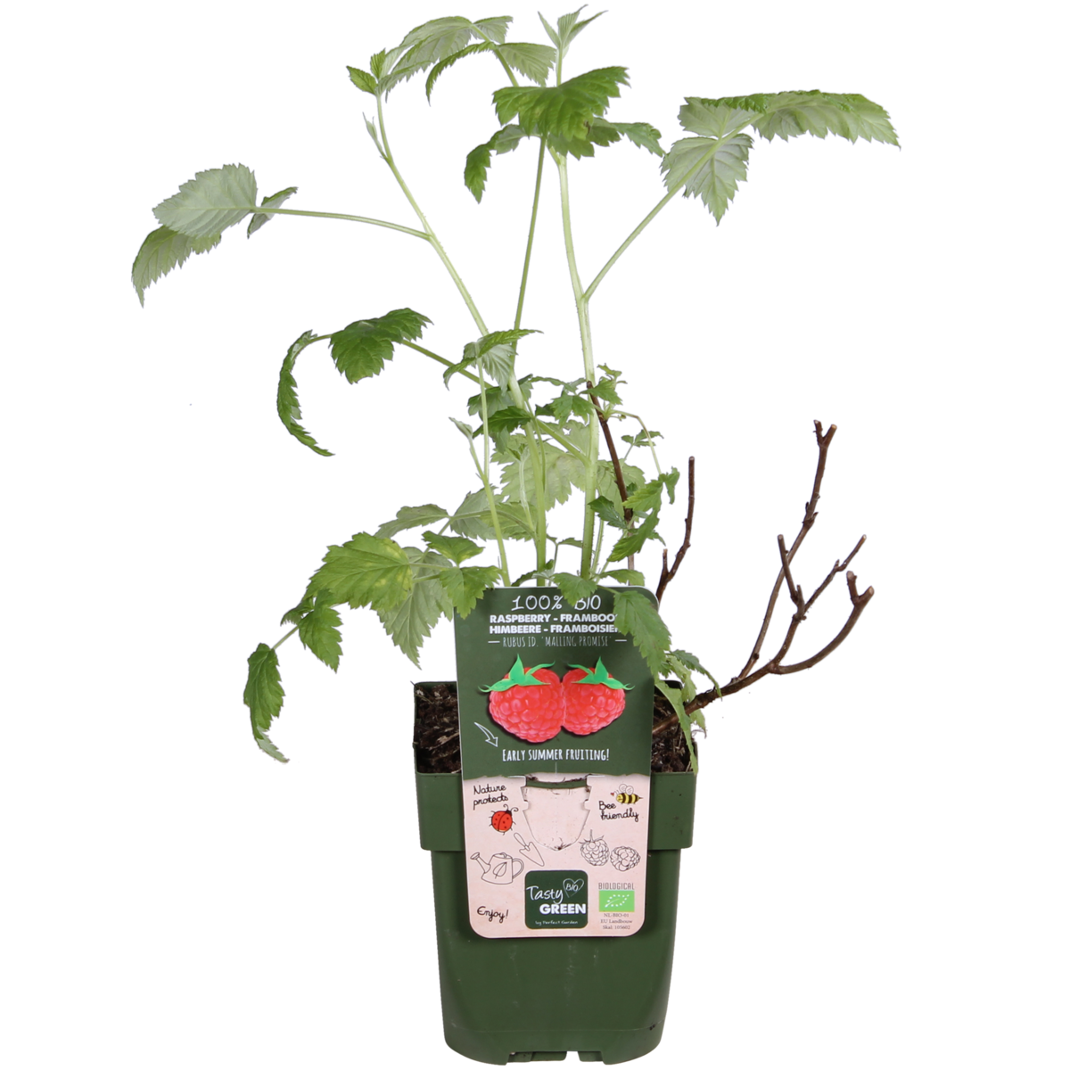 Rubus Idaeus 'Malling Promise' - ↕45cm - Ø13