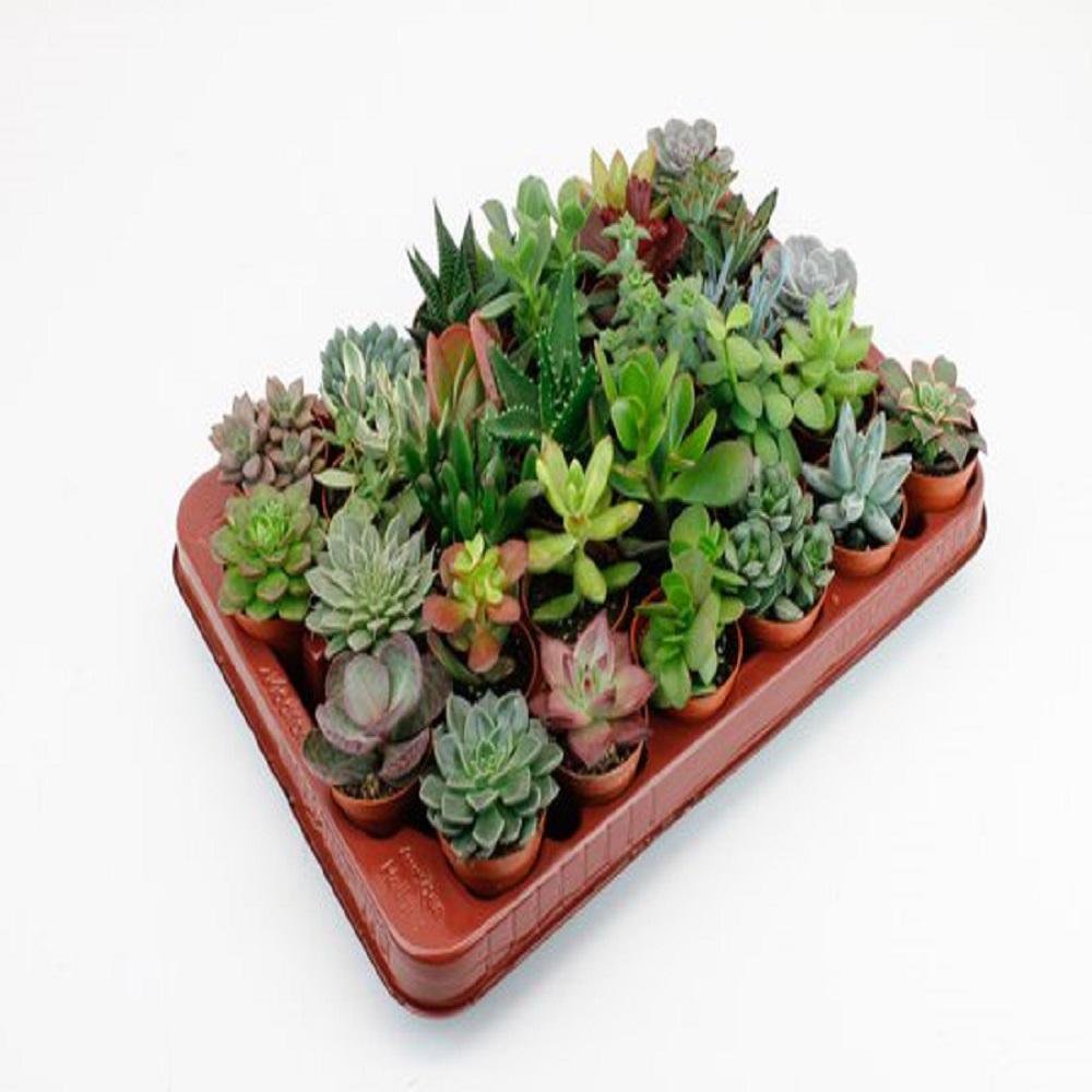 Lock | Succulents 30 pieces of pot size 5.5 cm