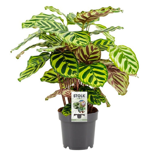 Calathea Makoyana - Ø14cm - ↕45cm