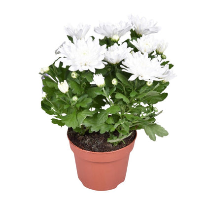 Chrysanthemum Brave - Ø12cm - ↕26cm