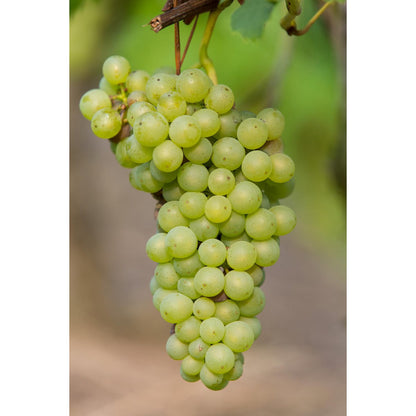 Vitis vinifera 'Johanniter' - ↕45cm - Ø13