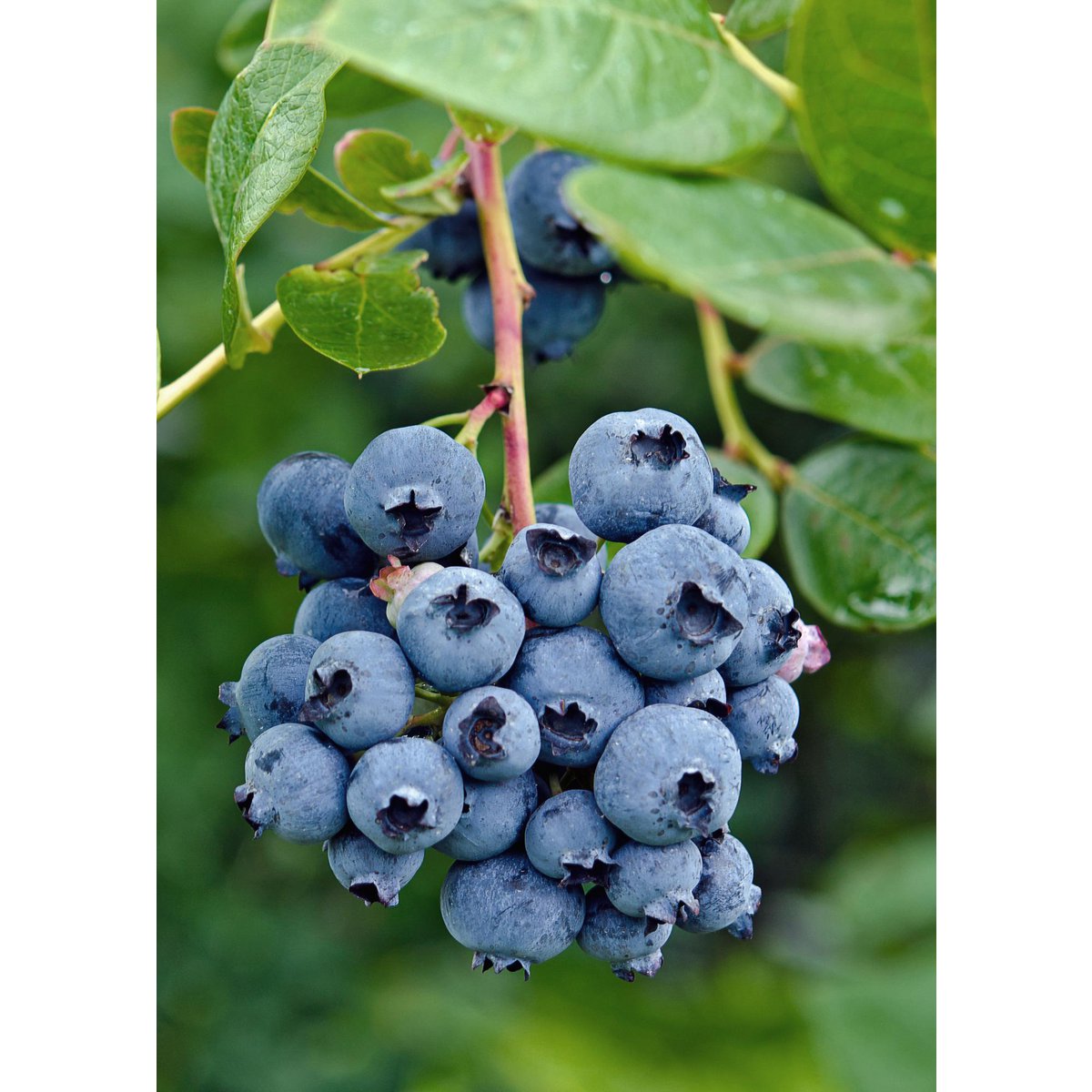 Vaccinium corymbosum 'Reka' - Blauwe bes - Ø13cm - ↕45cm