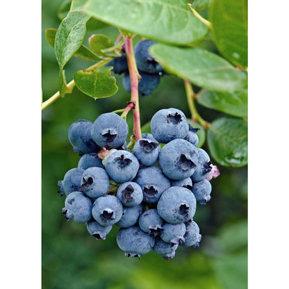 Vaccinium corymbosum 'Reka' - Blauwe bes - Ø13cm - ↕45cm