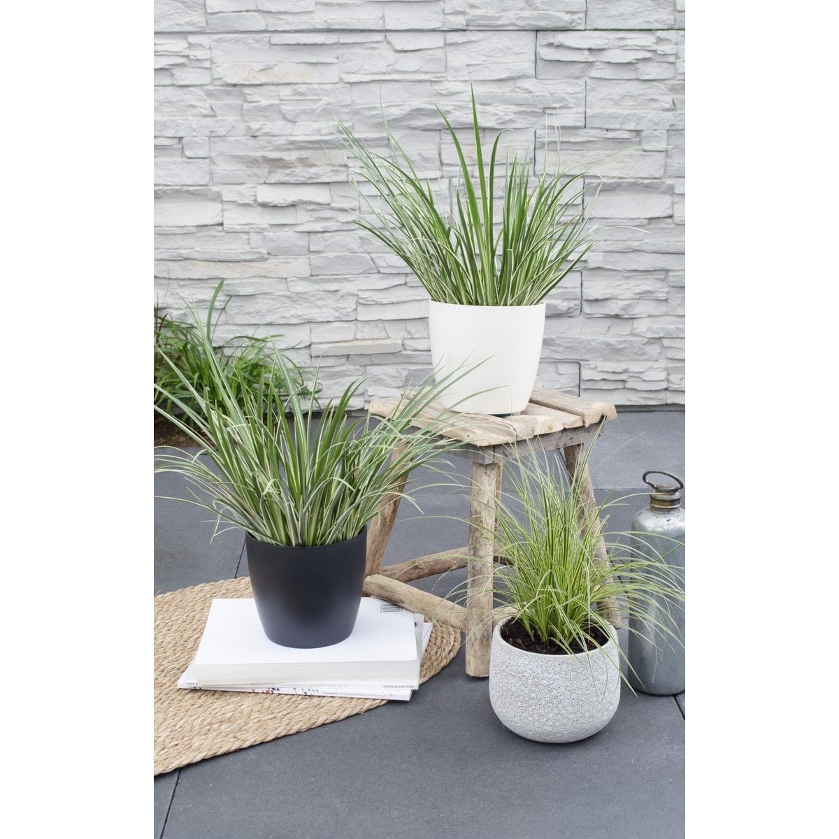 Acorus gramineus 'Argenteostriatus' - Ø14cm - ↕30cm