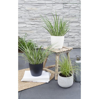 Acorus gramineus 'Argenteostriatus' - Ø14cm - ↕30cm