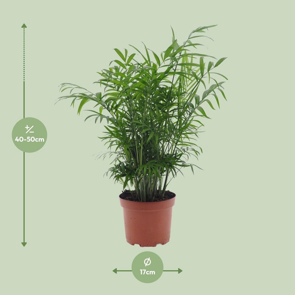 Chamaedorea Elegans - Ø17cm - ↕50cm