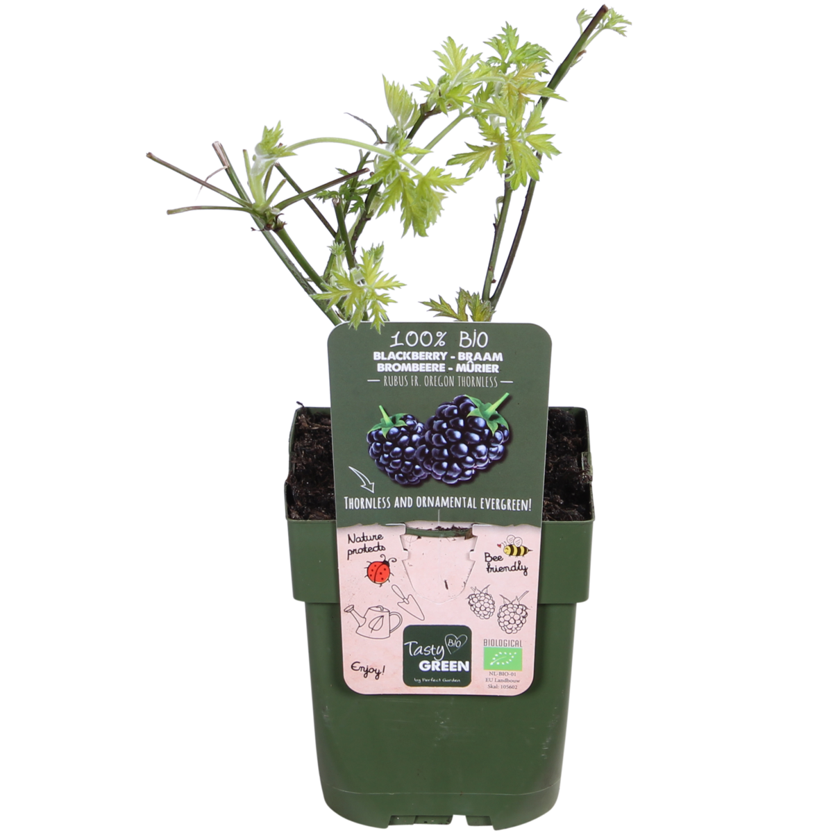 Rubus fruticosus 'Thornless Evergreen' - ↕45cm - Ø13