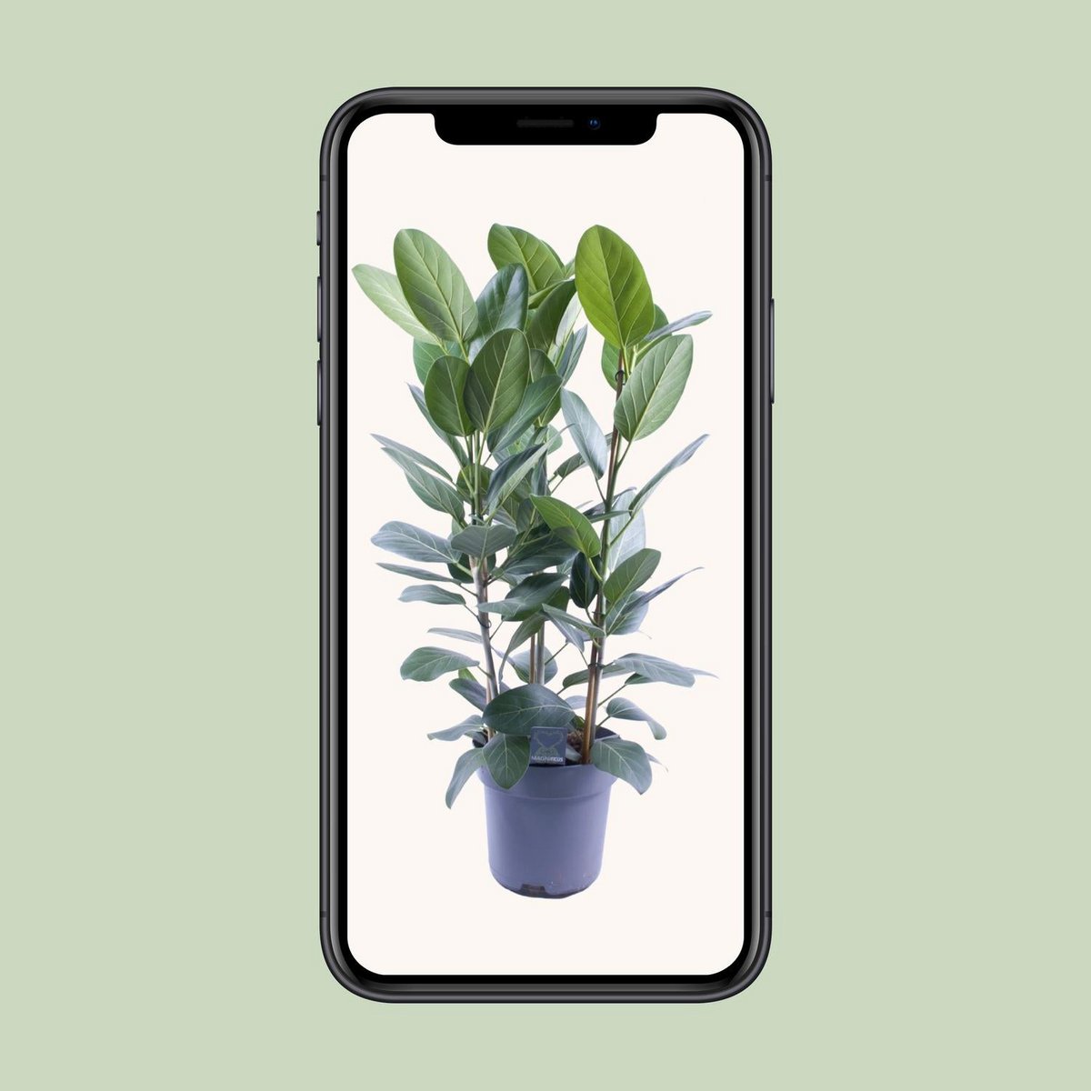 Ficus Audrey Tuft 3 cuttings - Ø27cm - ↕105cm