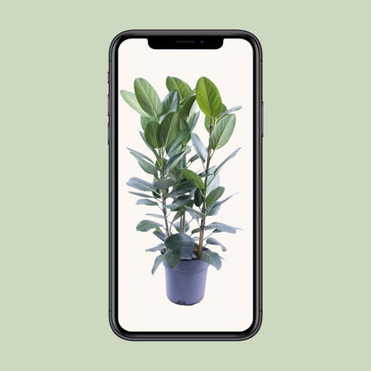 Ficus Audrey Tuft 3 cuttings - Ø27cm - ↕105cm