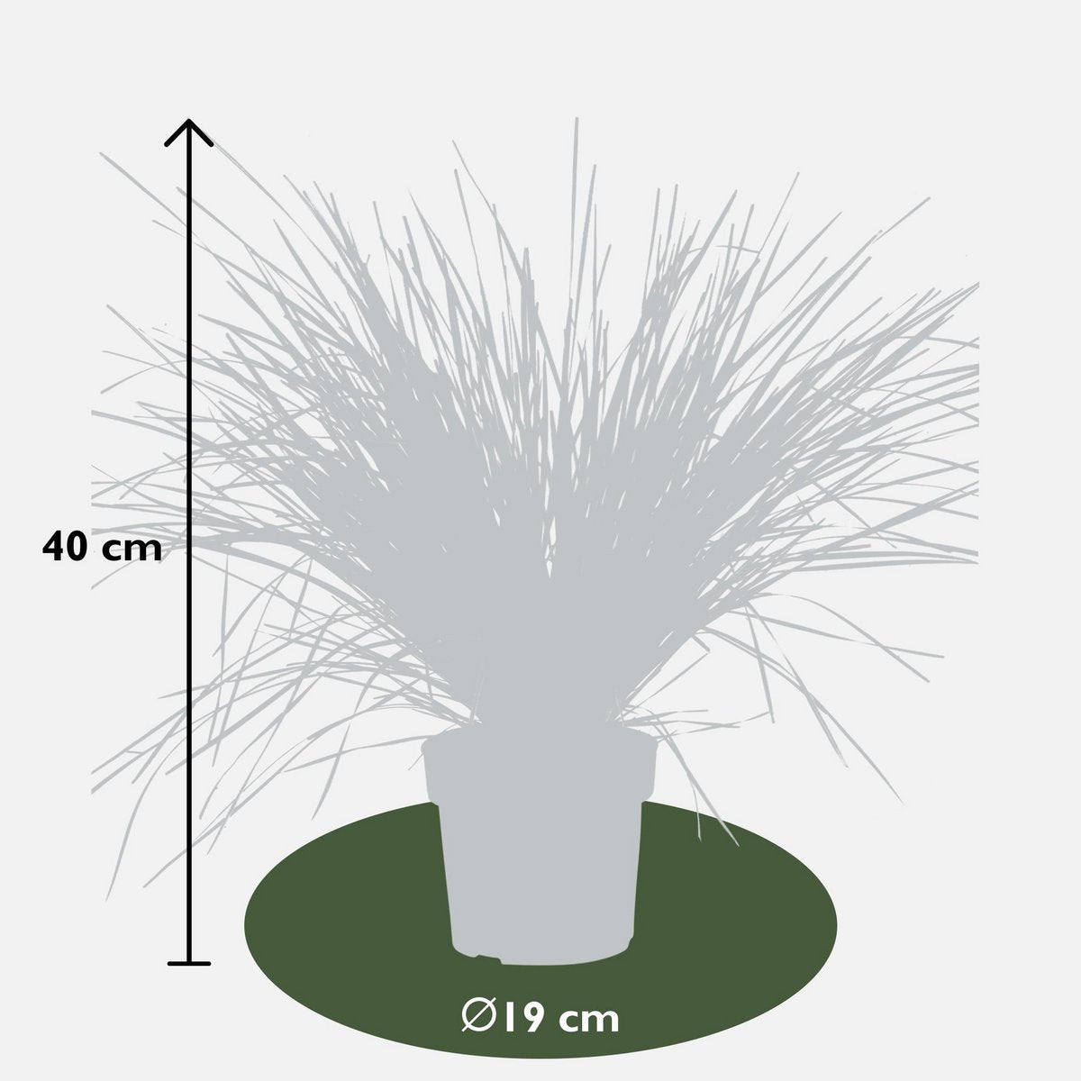 Lomandra longifolia 'White Sands' - Ø19cm - ↕40cm