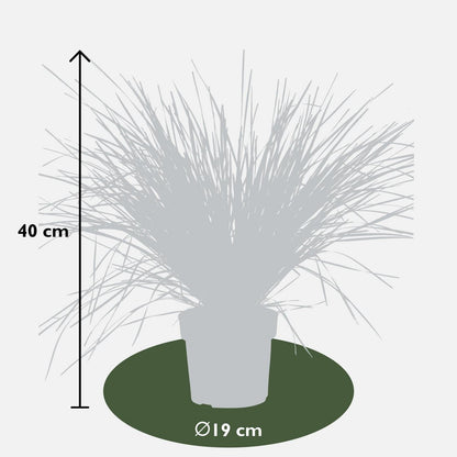 Lomandra longifolia 'White Sands' - Ø19cm - ↕40cm