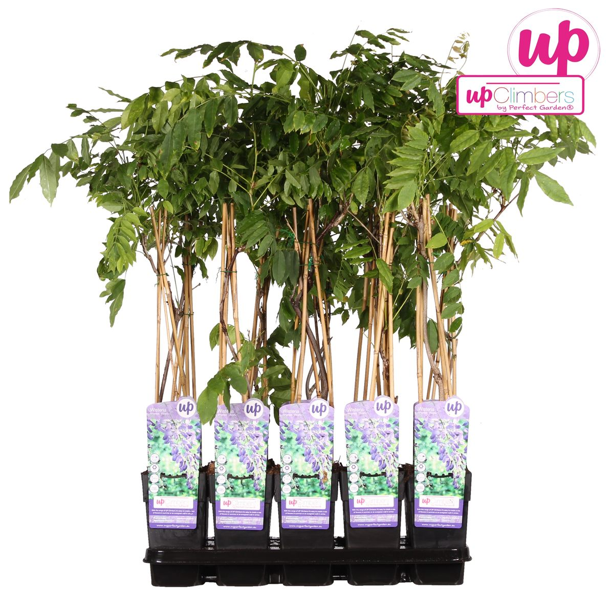 Wisteria sinensis 'prolific' - blue rain - Ø15cm - ↕65cm
