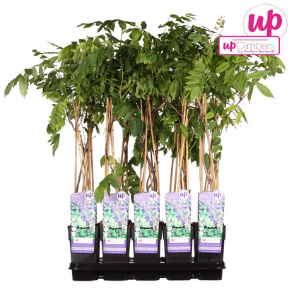 Wisteria sinensis 'prolific' - blue rain - Ø15cm - ↕65cm