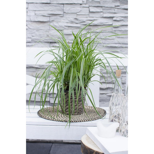 3x - Carex morrowii 'Ice Dance' - ↨30cm - Ø14