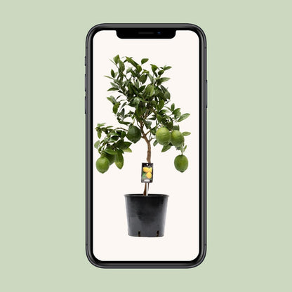 Citrus Lemon | [P22-H80]