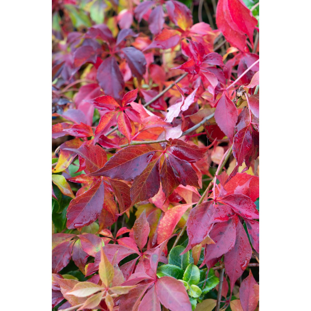 Parthenocissus Henryana - Chinese Wilde Wingerd - Ø15cm - ↕65cm