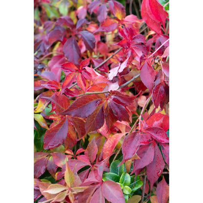Parthenocissus Henryana - Chinese Wilde Wingerd - Ø15cm - ↕65cm