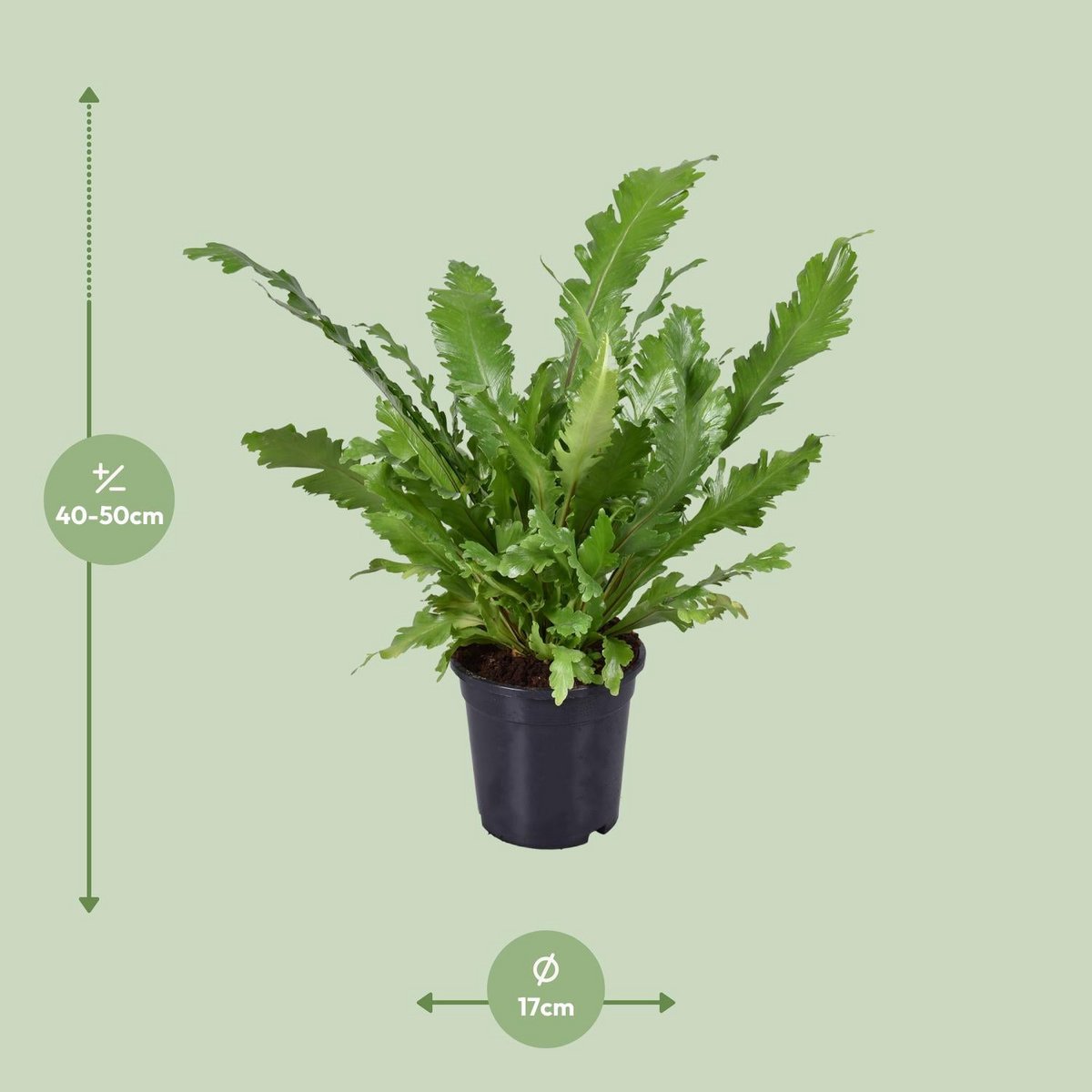 Asplenium Campio | [P17-H45]