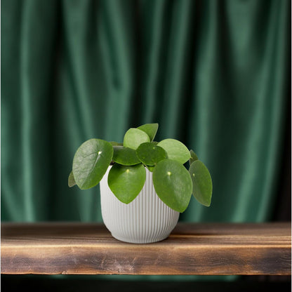 Pilea Peperomiodes | [P12-H20]