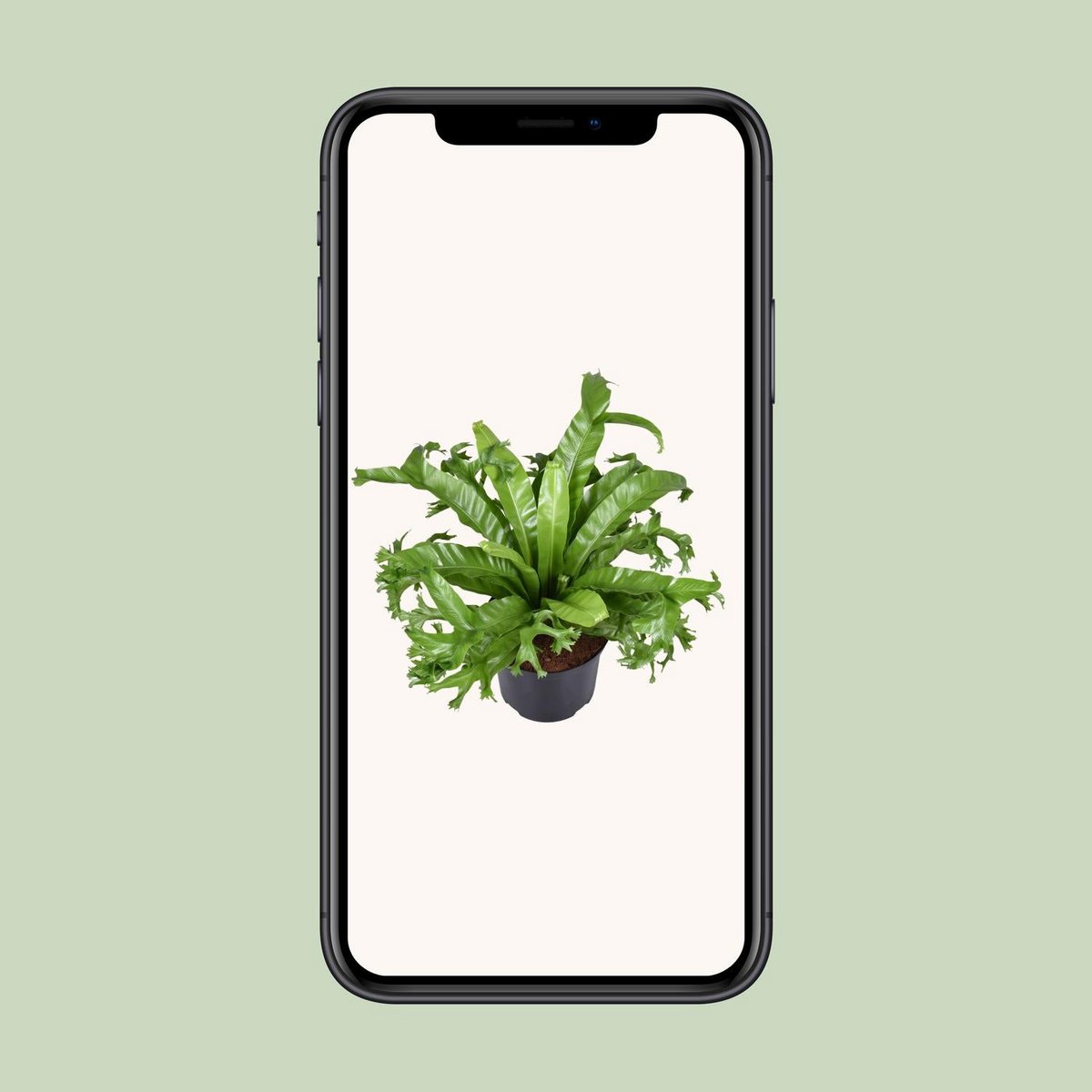 Asplenium Crissie | [P23-H55]