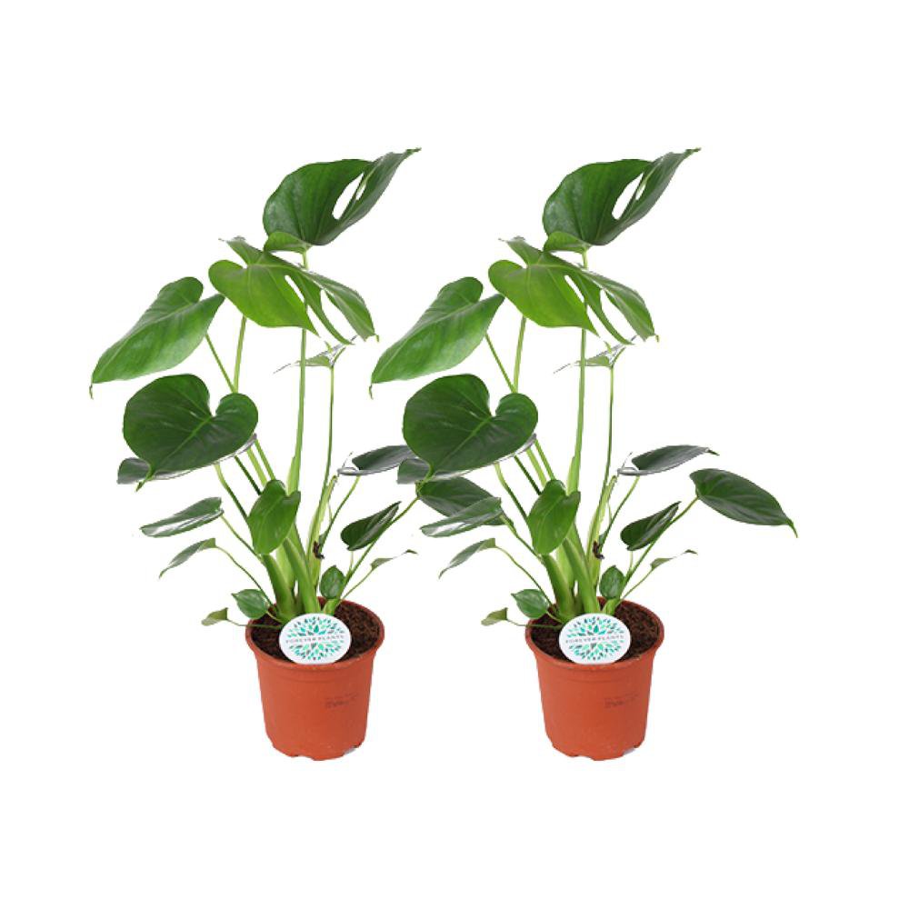 Monstera Deliciosa - 2 stuks - Ø14cm - ↕45cm