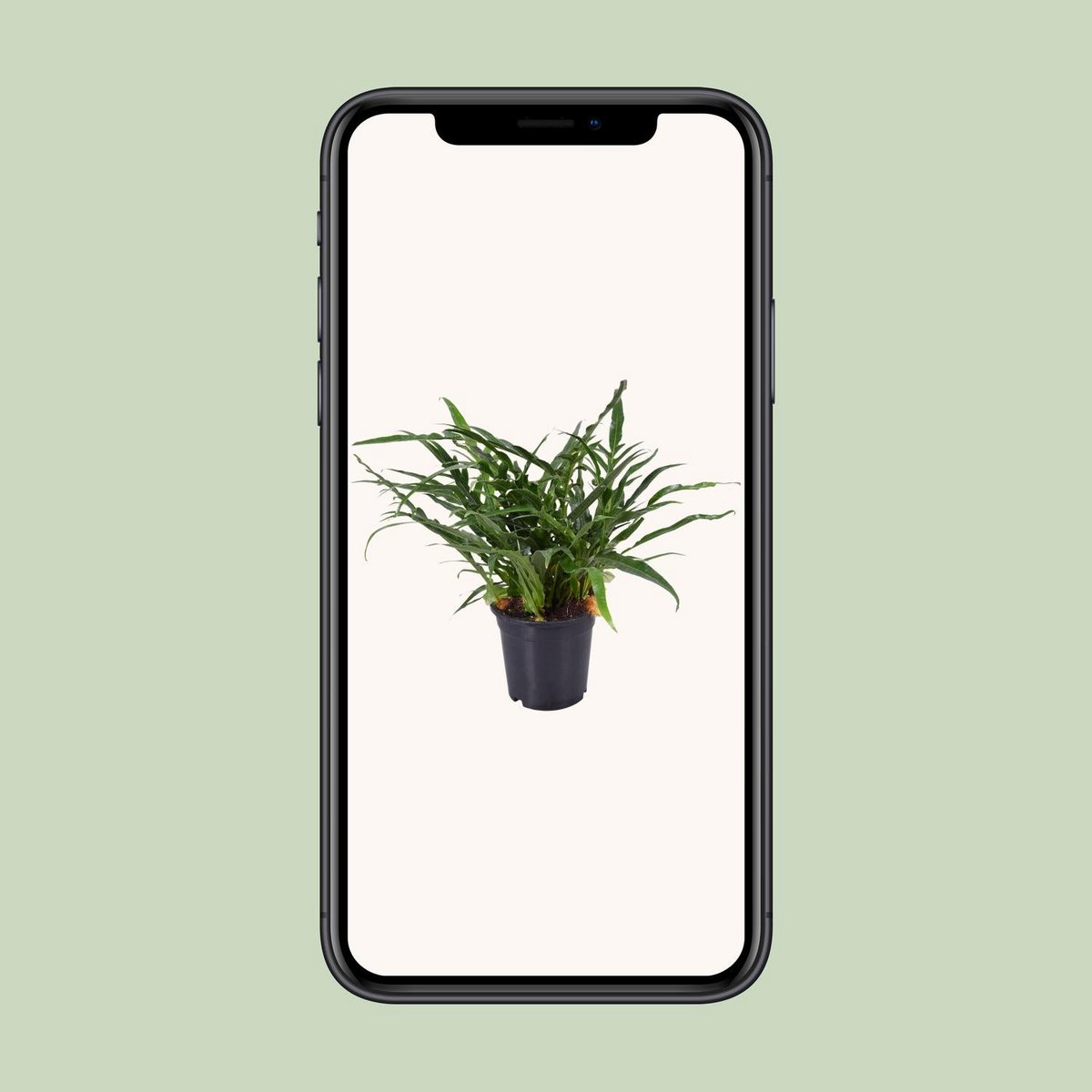 Aglaomorpha Coronans JIM | [P17-H45]