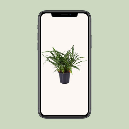 Aglaomorpha Coronans JIM | [P17-H45]