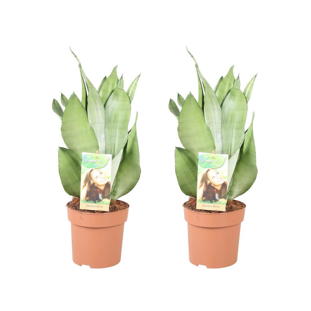 Sansevieria Moonshine - 2 pieces - Ø14cm - ↕40cm