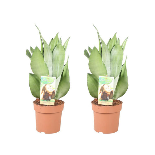 Sansevieria Moonshine - 2 pieces - Ø14cm - ↕40cm