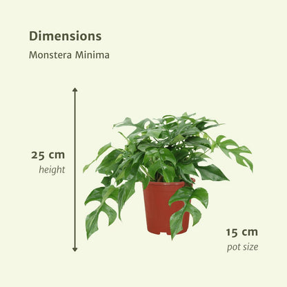 Monstera Minima - Hole plant - 2 pieces - ø15cm - ↕25cm