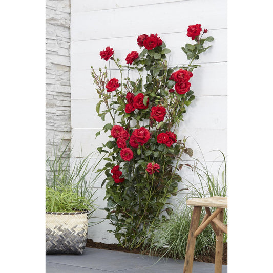 Rosa Crazy in love 'Red' - Rode Roos - Ø15cm - ↕65cm