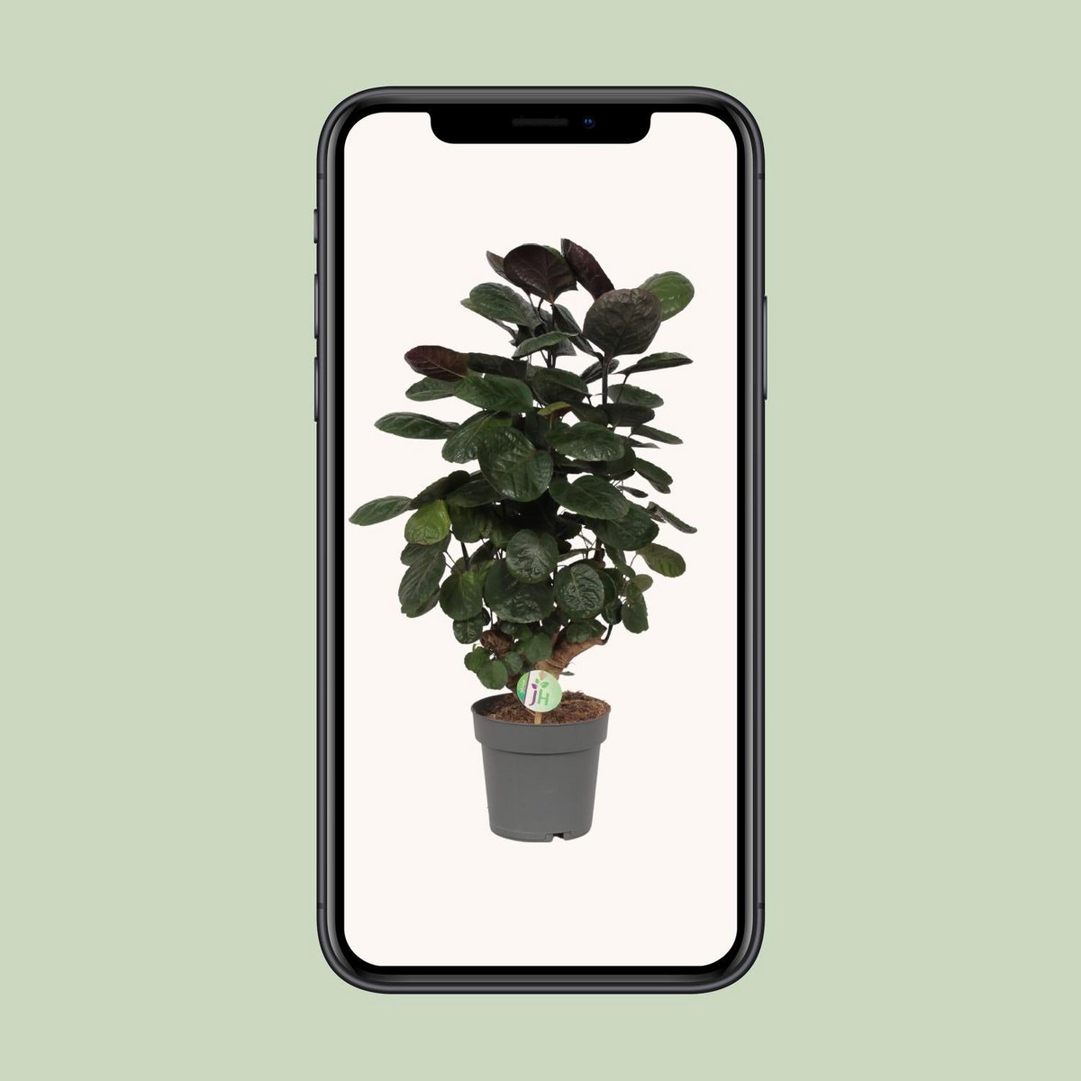 Polyscias 'Fabian' | [P19-H60]