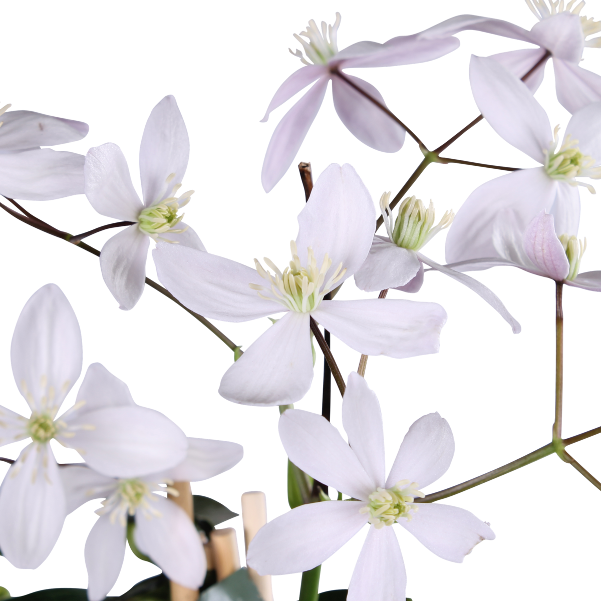 Clematis Armandii Apple Blossom - evergreen clematis light pink - Ø15cm - ↕65cm