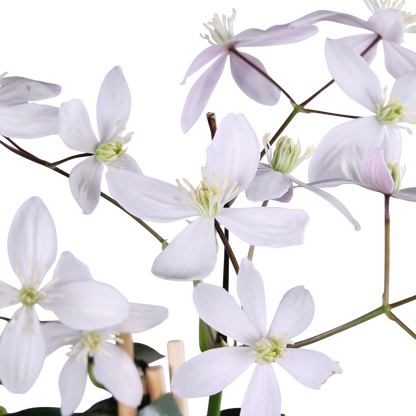 Clematis Armandii Apple Blossom - evergreen clematis light pink - Ø15cm - ↕65cm