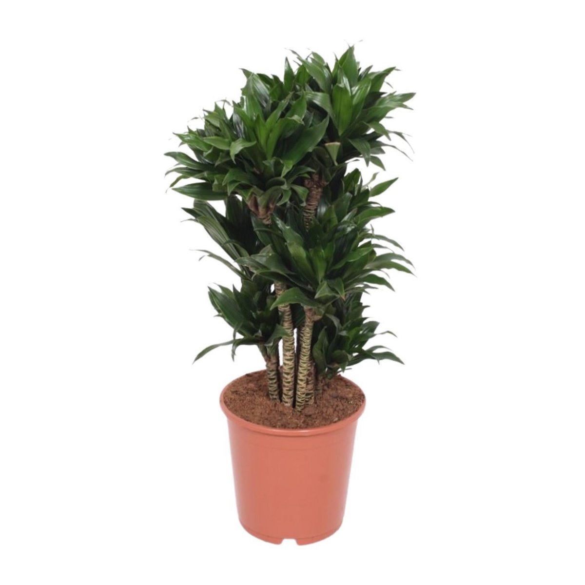 Dracaena Compacta | [P24-H80]