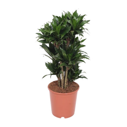 Dracaena Compacta | [P24-H80]