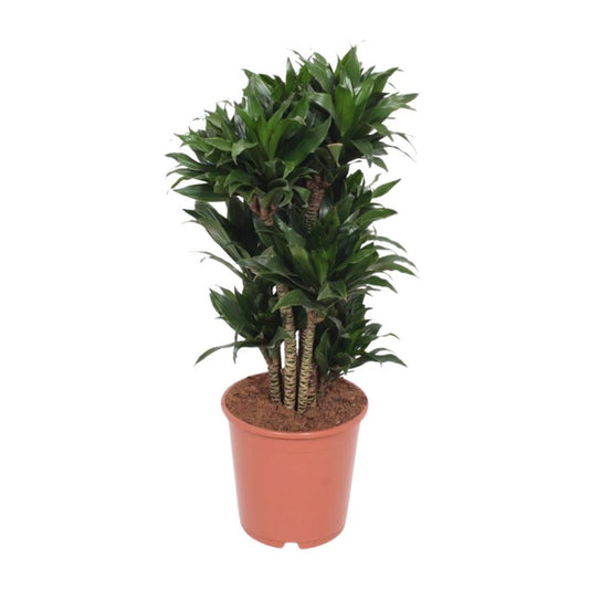 Dracaena Compacta | [P24-H80]