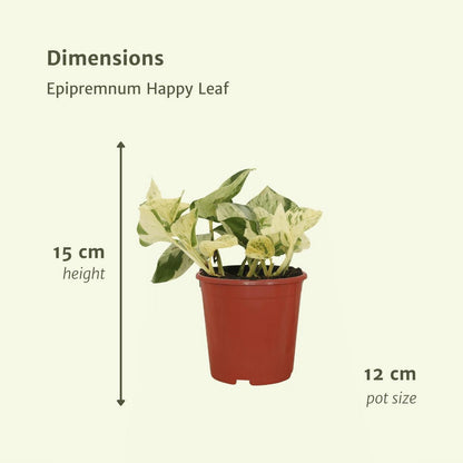 Epipremnum Happy Leaf - 4 pieces - ø12cm - ↕15cm