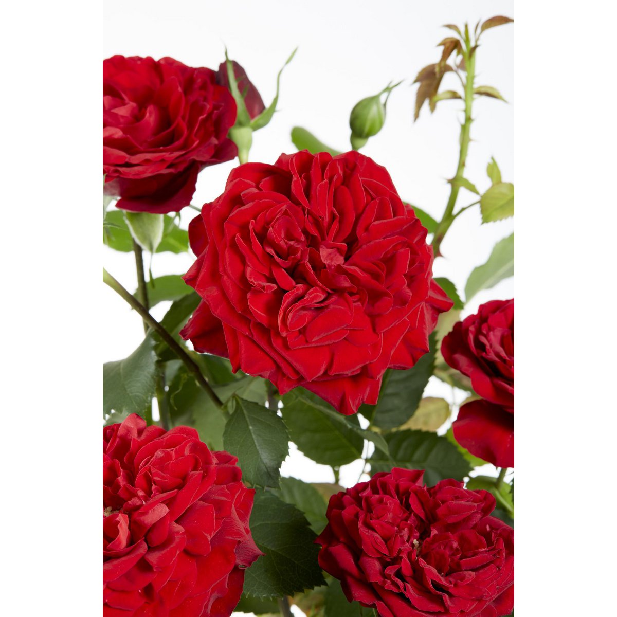 3x - Rosa Crazy in love 'Red' - ↨65cm,Ø15