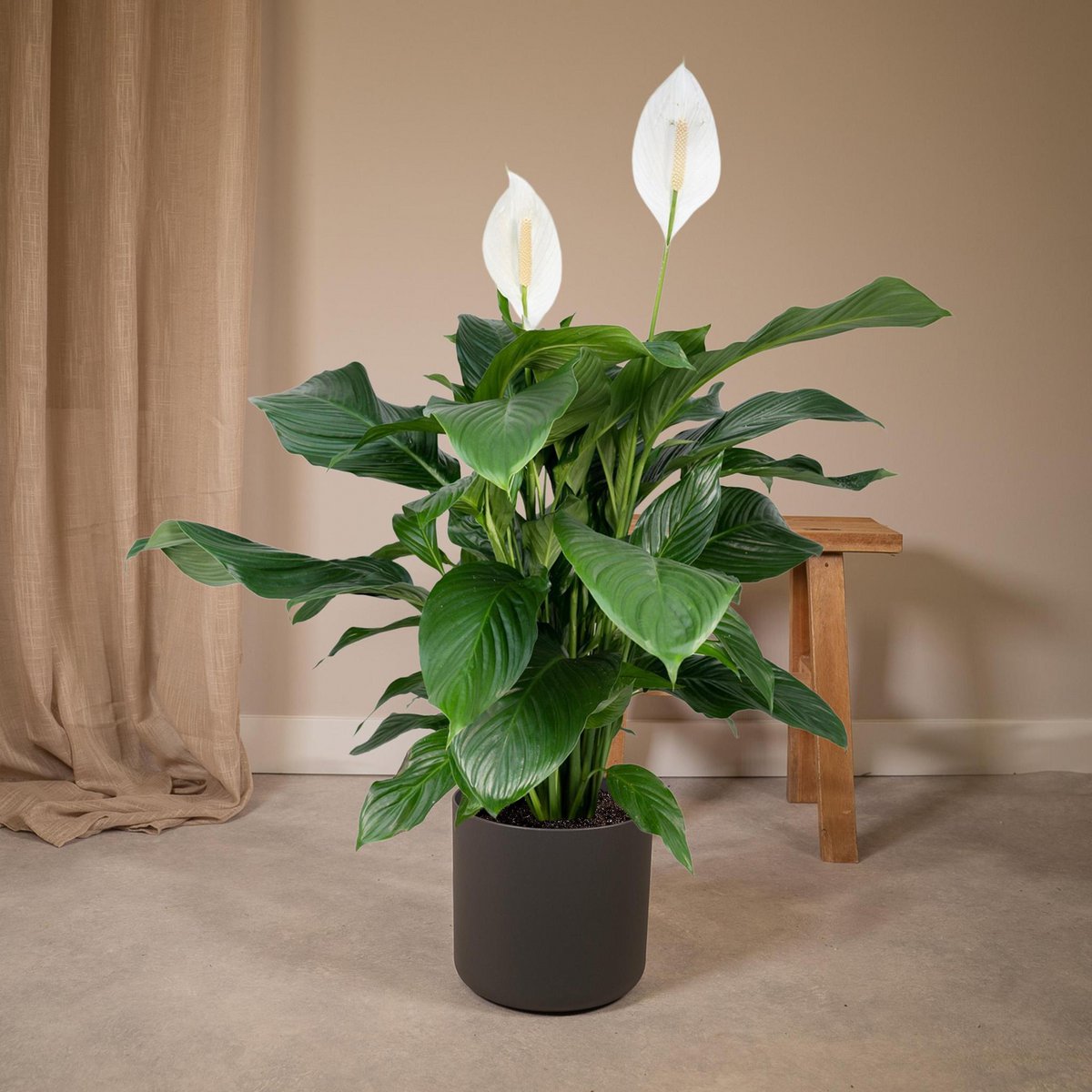 Spathiphyllum - Peace Lily - ø19cm - ↕80cm