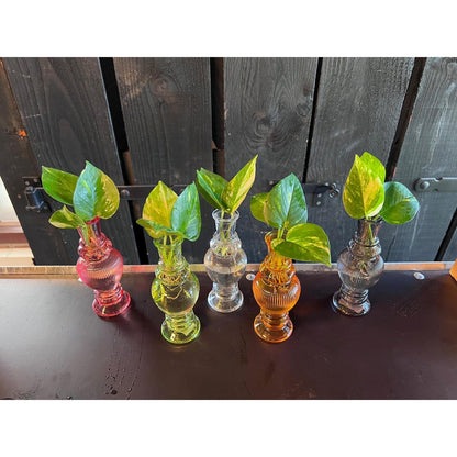Houseplants mix in Venice Glas - 6 pieces - Ø7cm - ↕20cm