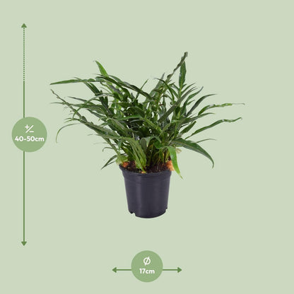 Aglaomorpha Coronans JIM | [P17-H45]