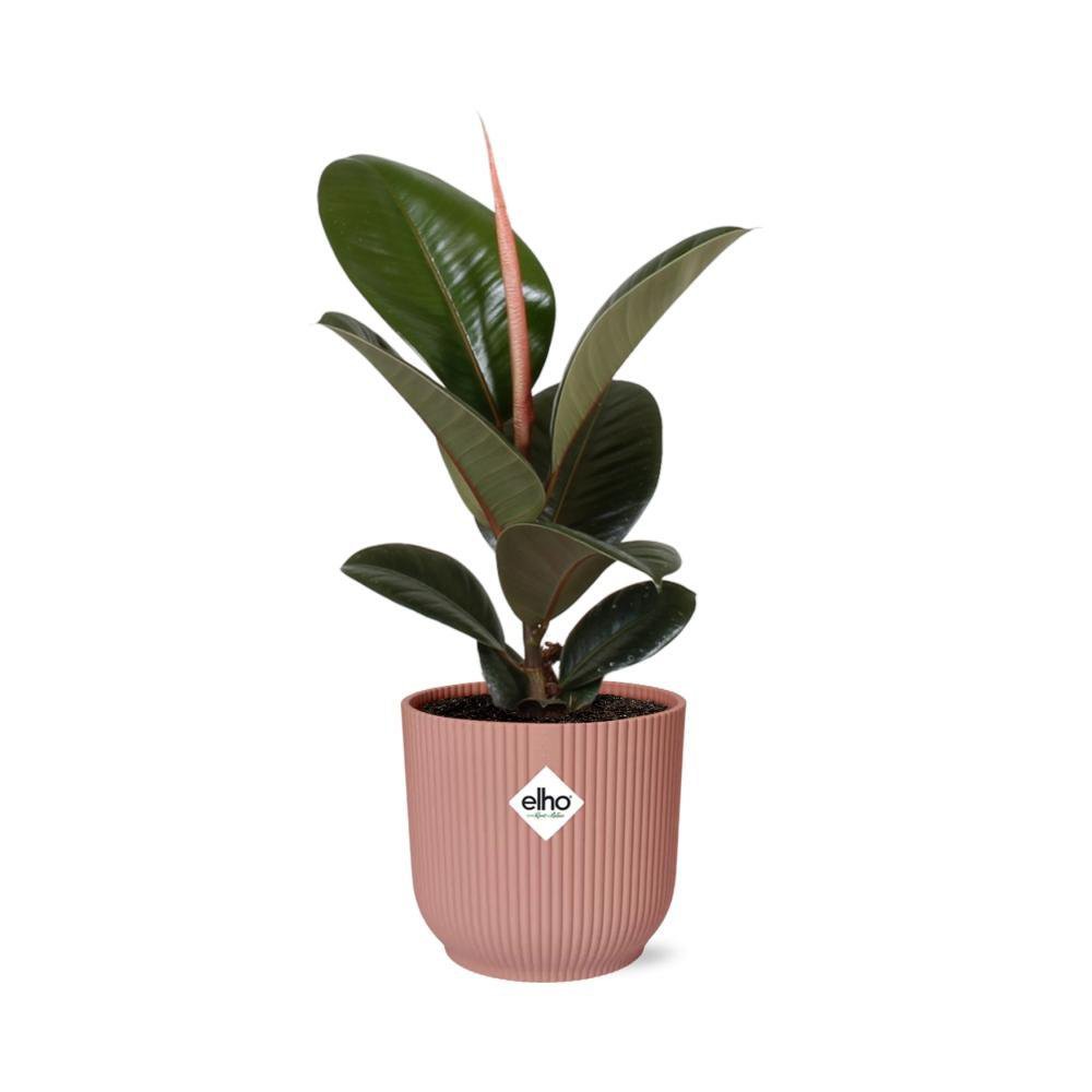 Ficus Elastica 'Robusta' in ELHO Vibes Fold 14cm pink