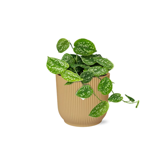 Scindapsus Pictus ‘Argyraeus’ in ELHO Vibes Fold 14cm geel